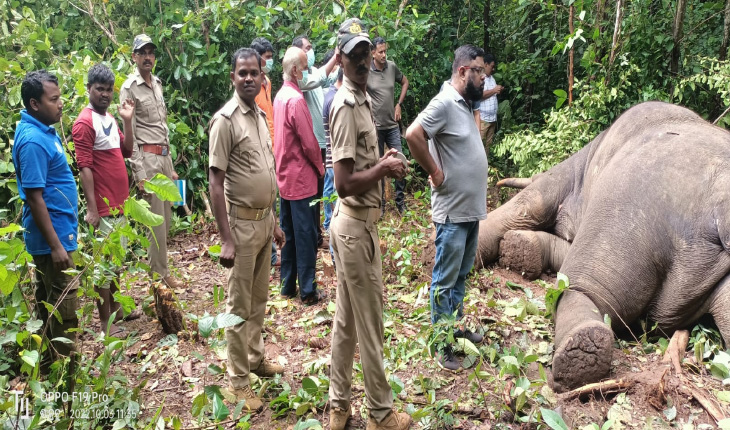 ଅସ୍ତ୍ରୋପଚାର ପରେ ଅସୁସ୍ଥ ଦନ୍ତା ହାତୀର ମୃତ୍ୟୁ