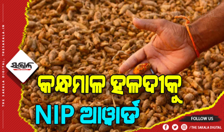 GI ଟ୍ୟାଗ ପରେ କନ୍ଧମାଳ ହଳଦୀକୁ ମିଳିଲା NIP ଆୱାର୍ଡ