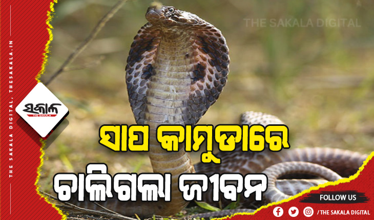 ଶୋଇଥିବାବେଳେ ବିଷାକ୍ତ ସାପ କାମୁଡ଼ାରେ ନାବାଳିକା ମୃତ