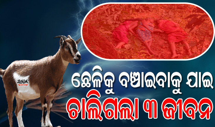 ଛେଳି ଚରାଇ ଫେରିବାବେଳେ ଅଘଟଣ, ବିଦ୍ୟୁତ ତାର ସଂସ୍ପର୍ଶରେ ଆସି ୩ ମହିଳା ମୃତ