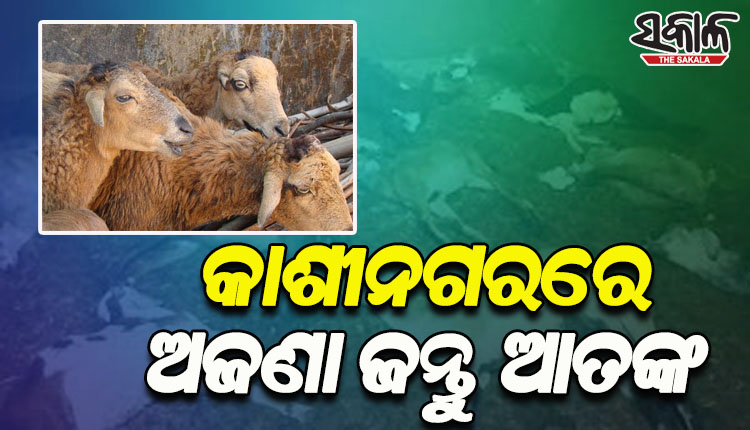 କାଶୀନଗରରେ ଅଜଣା ଜନ୍ତୁ ଆକ୍ରମଣରେ ୬୩ଟି ଛେଳି ମୃତ, ୨୮ ଆହତ