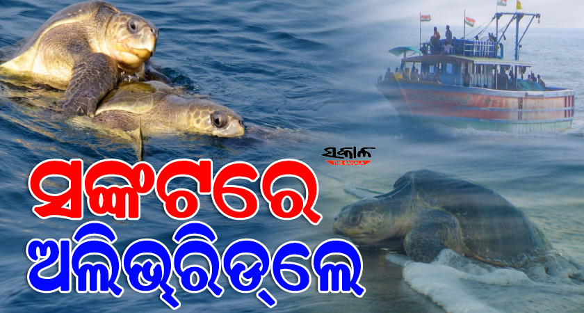 କଟକଣା ସତ୍ତ୍ବେ ଟ୍ରଲର୍‌ରେ ଚାଲିଛି ମାଛଧରା, ପ୍ରଭାବିତ ହୋଇପାରେ କଇଁଛଙ୍କ ଗଣଅଣ୍ଡାଦାନ