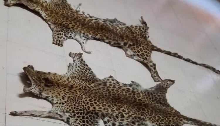 ବାଘ ଛାଲ ପାଇଁ ଚାଲିଥିଲା ଡିଲ, ମାଡିବସିଲା ଏସଟିଏଫ; ଦୁଇଟି କଲରାପତରିଆ ବାଘଛାଲ ଜବତ, ଜଣେ ଗିରଫ