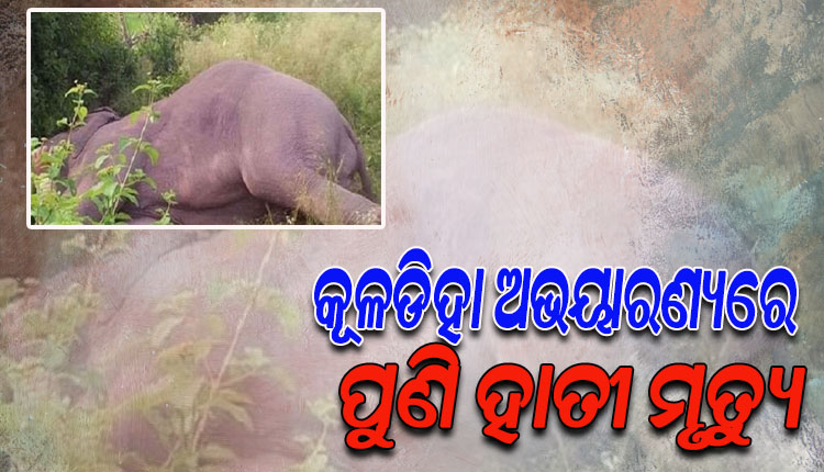 ରାଜ୍ୟରେ ଥମୁନି ହାତୀ ମୃତ୍ୟୁ: ବାଲେଶ୍ୱର କୂଳଡିହା ଅଭୟାରଣ୍ୟରେ ଆଖିବୁଜିଲା ପୁଣି ଏକ ହାତୀ