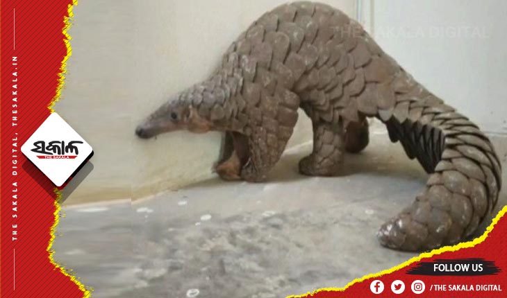 ବଜ୍ରକାପ୍ତା ଡିଲ ବେଳେ ମାଡି ବସିଲା ଏସଟିଏଫ: ଗୋଟିଏ ଜୀବନ୍ତ ବଜ୍ରକାପ୍ତା ଉଦ୍ଧାର, ୩ ଗିରଫ