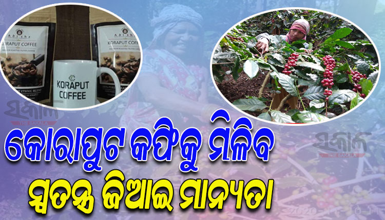 କୋରାପୁଟ କଫିକୁ ସ୍ୱତନ୍ତ୍ର ଜିଆଇ ମାନ୍ୟତା ପାଇଁ ପ୍ରୟାସ ଆରମ୍ଭ