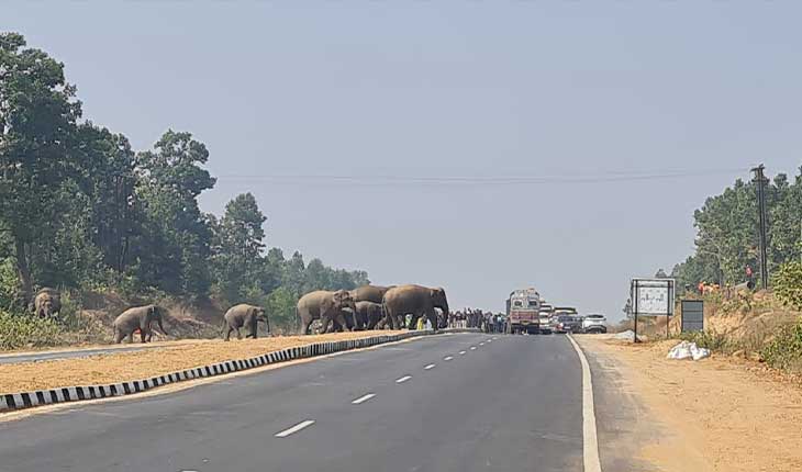 ପିପିଳିଆ ନିକଟ ଜାତୀୟ ରାଜପଥ ୨୦ରେ ହାତୀପଲ, ଗାଡି ମୋଟର ଚଳାଚଳ ପ୍ରଭାବିତ