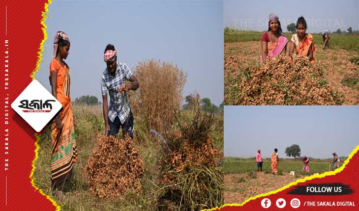 ସୁନ୍ଦରଗଡ଼ରେ ‘ମିଶନ ଜୀବିକା’ କାର୍ଯ୍ୟକ୍ରମ ଅଧୀନରେ ଚିନାବାଦାମ ଚାଷ, ଆଦିବାସୀ ପରିବାରଙ୍କୁ ଜୀବିକାର ସୁଯୋଗ ସହ ଅଧିକ ଆୟ ଲକ୍ଷ୍ୟ