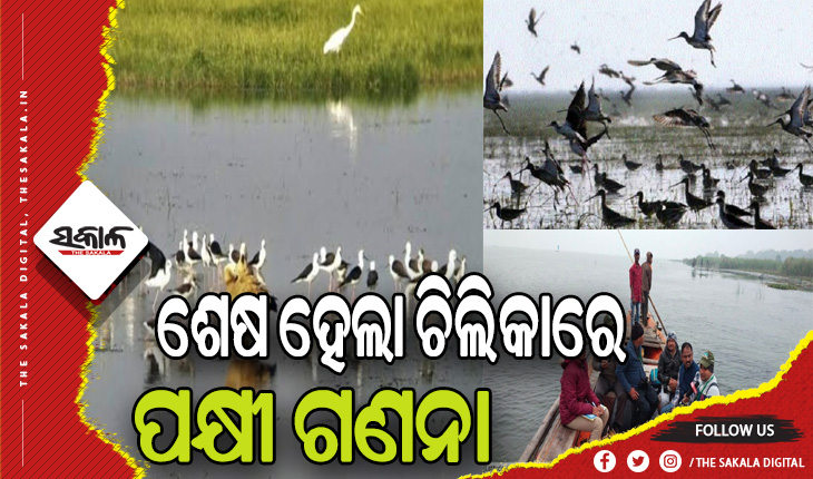ଶେଷ ହେଲା ଚିଲିିକାରେ ପକ୍ଷୀ ଗଣନା: ଗତବର୍ଷ ଅପେକ୍ଷା ବଢିଛି ପକ୍ଷୀଙ୍କ ସଂଖ୍ୟା, ଚଳିତବର୍ଷ ୧୧ଲକ୍ଷ ୩୧ହଜାର ୯୨୯ପକ୍ଷୀଙ୍କ ଆଗମନ