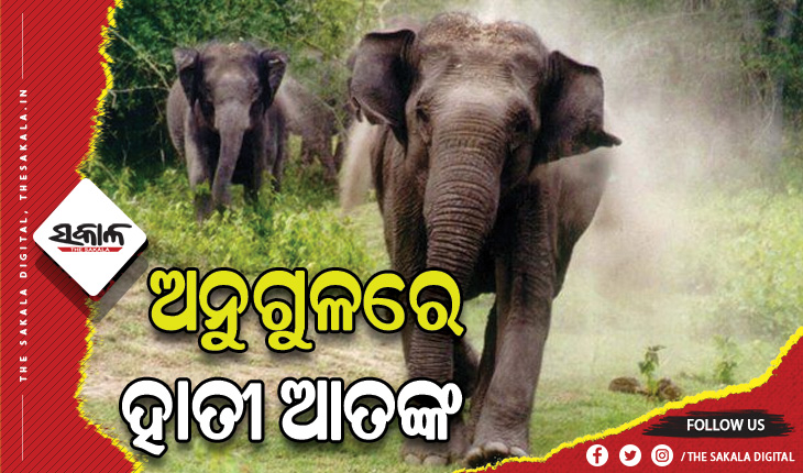ହାତୀ ଆକ୍ରମଣରେ ଅନୁଗୁଳ ଜିଲ୍ଲାର ପୃଥକ ପୃଥକ ସ୍ଥାନରେ ୩ ମୃତ