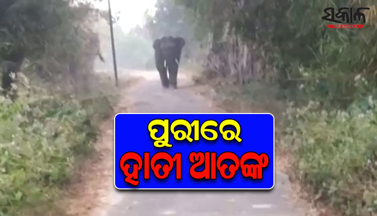 ପୁରୀ ବାଲୁଖଣ୍ଡ ଅଭୟାରଣ୍ୟରେ ଦନ୍ତା ହାତୀ ଆତଙ୍କ, ଖୁବଶୀଘ୍ର ଟ୍ରାଙ୍କୁଲାଇଜ୍‌ କରାଯିବାକୁ ବନବିଭାଗର ସୂଚନା