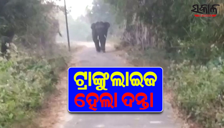 ଟ୍ରାଙ୍କୁଲାଇଜ୍‌ ହେଲା ପୁରୀରେ ଆତଙ୍କ ଖେଳାଇଥିବା ଦନ୍ତା ହାତୀ
