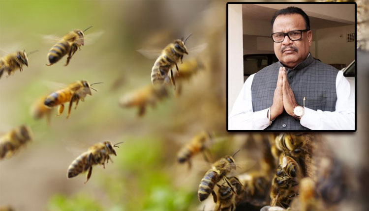 ମହୁମାଛି ଆକ୍ରମଣରେ ଆନନ୍ଦପୁର ବିଧାୟକ ଭାଗିରଥୀ ସେଠୀ ଆହତ, ମେଡିକାଲରେ ଭର୍ତ୍ତି