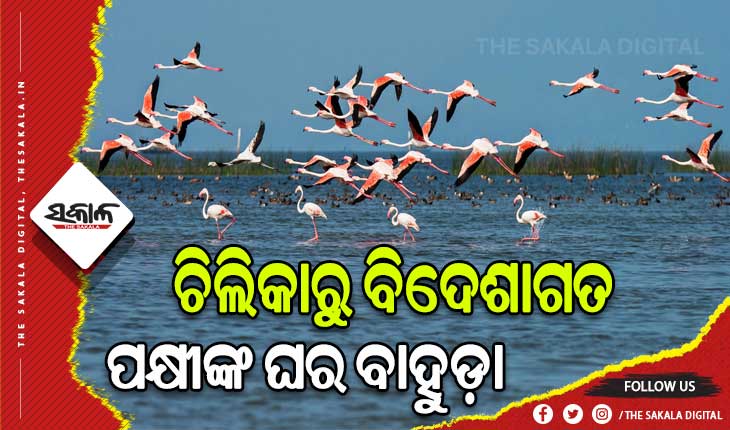 ଗ୍ରୀଷ୍ମର ଆଗମନରେ ଚିଲିକାରୁ ବିଦେଶାଗତ ପକ୍ଷୀଙ୍କ ଘର ବାହୁଡ଼ା 