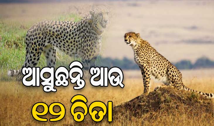 ଭାରତ ଆସୁଛନ୍ତି ଆଉ ୧୨ ଚିତା, ଦକ୍ଷିିଣ ଆଫ୍ରିକାକୁ ଉଡାଣ ଭରିଲା ବାୟୁସେନା ବିମାନ