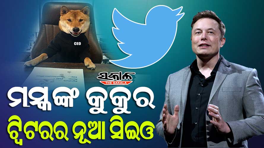 ଟ୍ୱିଟରର ନୂଆ ସିଇଓ ମସ୍କଙ୍କ ପୋଷା କୁକୁର : କହିଲେ- ଅନ୍ୟମାନଙ୍କ ଠାରୁ ଏହା ଭଲ