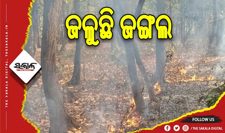 ଜଳିଲାଣି ଜଙ୍ଗଲ, ବନ ବିଭାଗ ନୀରବ