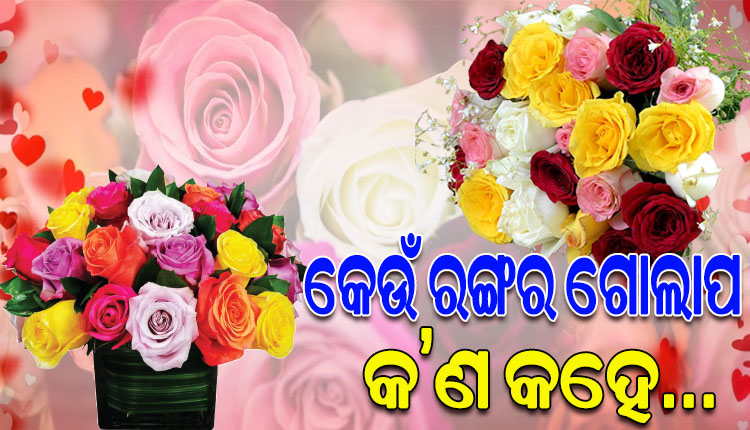 ଆଜିଠୁ ଆରମ୍ଭ ହେଲା ଭାଲେଣ୍ଟାଇନ୍ସ ସପ୍ତାହ; ଆସନ୍ତୁ ଜାଣିବା କେଉଁ ରଙ୍ଗର ଗୋଲାପ କ’ଣ କହେ…