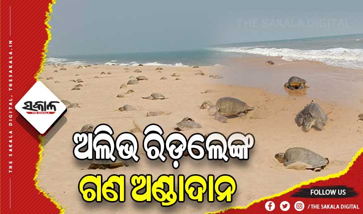 ଦୀର୍ଘ ବର୍ଷ ପରେ ଋଷିକୁଲ୍ୟା ମୁହାଣରେ ଦିନବେଳା ଅଲିଭ ରିଡଲେଙ୍କ ଗଣ ଅଣ୍ଡାଦାନ