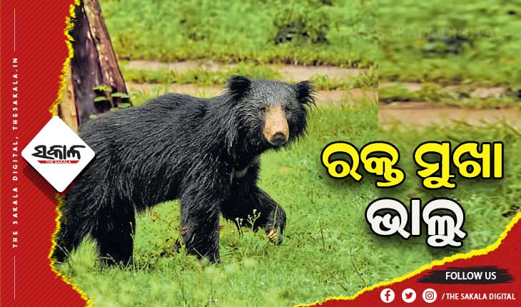 ପାଟଣା ରେଞ୍ଜରେ ଭାଲୁ ଆତଙ୍କ: ଗୋଡ଼ାଇ ଗୋଡାଇ କାମୁଡିଲା ଭାଲୁ, ୩ ଗୁରୁତର
