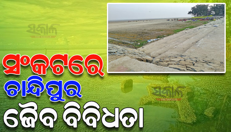 ବିଭିନ୍ନ ପ୍ରାକୃତିକ ବିଲକ୍ଷଣ ଯୋଗୁଁ ସଂକଟରେ ଚାନ୍ଦିପୁର ଜୈବ ବିବିଧତା