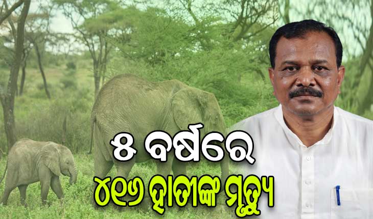 ୫ ବର୍ଷରେ ଆଖିବୁଜିଲେଣି ୪୧୬ ହାତୀ, ବିଧାନସଭାରେ ଉତ୍ତର ରଖିଲେ ମନ୍ତ୍ରୀ ପ୍ରଦୀପ ଅମାତ