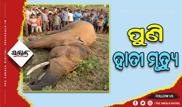 ଢେଙ୍କାନାଳରେ ପୁଣି ଏକ ଦନ୍ତା ହାତୀର ମୃତ୍ୟୁ, କାରଣ ଅସ୍ପଷ୍ଟ