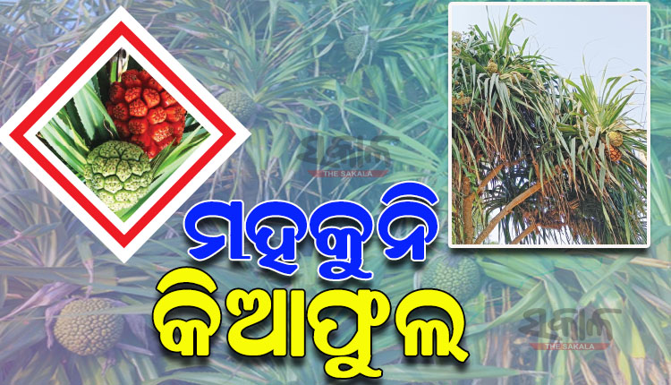 ଜଗତସିଂହପୁରରେ ହ୍ରାସ ପାଉଛି କିଆଗଛ ସଂଖ୍ୟା, ଚିନ୍ତାରେ ପରିବେଶବିତ୍‌‌