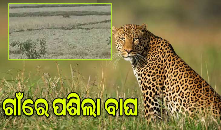 ଗାଁରେ ପଶିଲା କଲରାପତରିଆ ବାଘ, ଧରିବା ପାଇଁ ଉଦ୍ୟମ ଜାରି