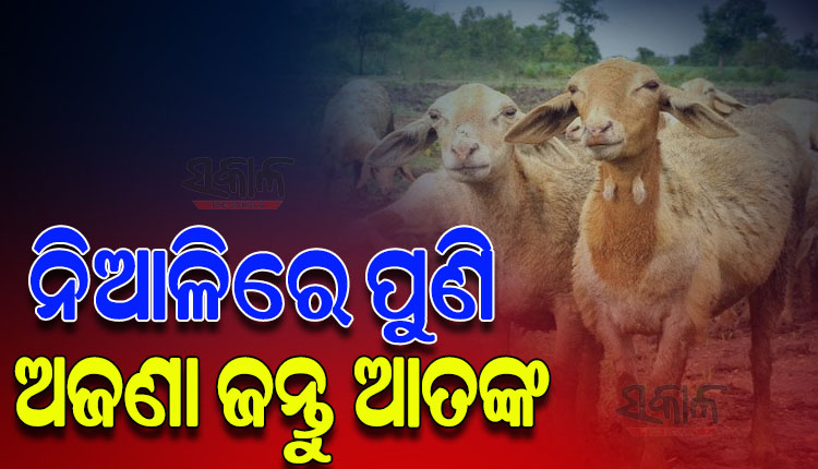 ପୁଣି ନିଆଳିରେ ମେଣ୍ଢା ମଡକ; ଅଜଣା ଜନ୍ତୁ ଆକ୍ରମଣରେ ୧୦ ମେଣ୍ଢା ମୃତ