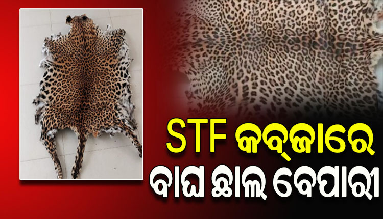 ଗ୍ରାହକ ବେଶରେ ଶିକାରୀକୁ ମାଡି ବସିଲା ଏସଟିଏଫ; ବାଘ ଓ ହରିଣ ଛାଲ ଜବତ, ଜଣେ ଗିରଫ