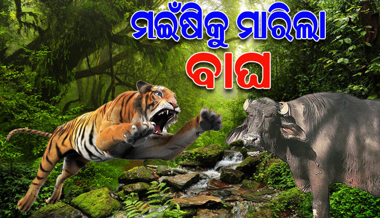 କେନ୍ଦୁଝର ଅଟେଇ ସଂରକ୍ଷିତ ଜଙ୍ଗଲରେ ବାଘ; ୨ ମଇଁଷିକୁ କଲା ଶୀକାର