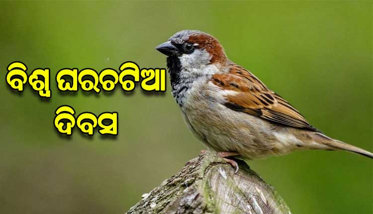 ଆଜି ବିଶ୍ୱ ଘରଚଟିଆ ଦିବସ: କଂକ୍ରିଟ୍‌‌ ସହରରେ ଘର ଖୋଜୁଛନ୍ତି ଘରଚଟିଆ