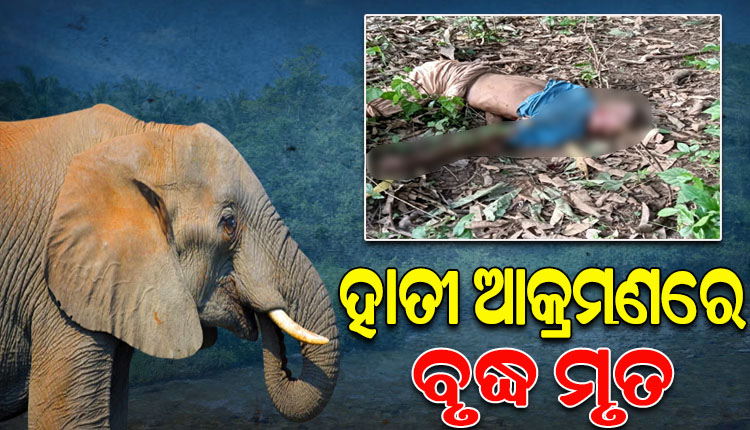 ଆମ୍ବ ଗୋଟାଇବାକୁ ଯାଇଥିବାବେଳେ ଆକ୍ରମଣ କଲା ହାତୀ, ଚାଲିଗଲା ବୃଦ୍ଧଙ୍କ ଜୀବନ