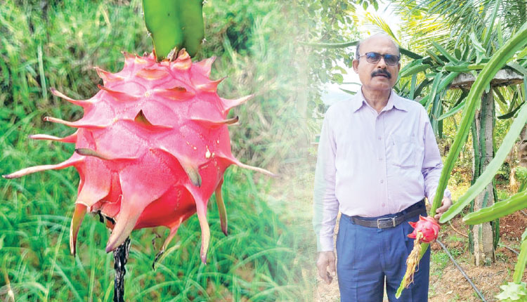 ଅବସର ପରେ ଉତ୍ସାହର ଉତ୍ସ ପାଲଟିଛି ‘ଡ୍ରାଗନ୍‌‌ ଫ୍ରୁଟ୍‌‌’