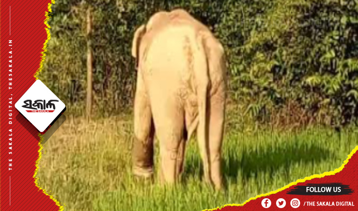 ଆମ୍ବ ଗୋଟାଇବାକୁ ଯାଇଥିବା ବେଳେ ହାତୀ ଆକ୍ରମଣରେ ବୃଦ୍ଧ ମୃତ