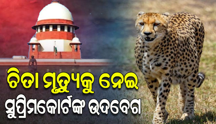 କୁନୋ ଜାତୀୟ ଉଦ୍ୟାନକୁ ଅଣାଯାଇଥିବା ଚିତାଙ୍କ ମୃତ୍ୟୁକୁ ନେଇ ଉଦବେଗ ପ୍ରକାଶ କଲେ ସୁପ୍ରିମକୋର୍ଟ, ରାଜସ୍ଥାନକୁ ସ୍ଥାନାନ୍ତର ଲାଗି କେନ୍ଦ୍ରକୁ ପରାମର୍ଶ