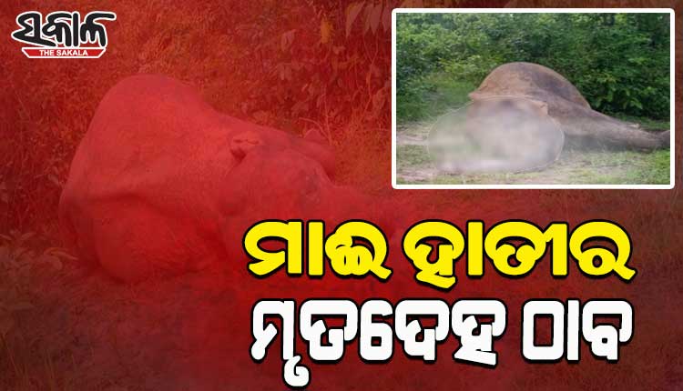 ପୁଣି ବିଦ୍ୟୁତ ଆଘାତରେ ଏକ ମାଈ ହାତୀର ମୃତ୍ୟୁ