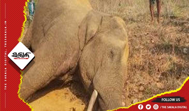 ଦନ୍ତାହାତୀର ଗଳିତ ମୃତଦେହ ଠାବ, ଗୁଳି ବାଜିଥିବା ସୂଚନା