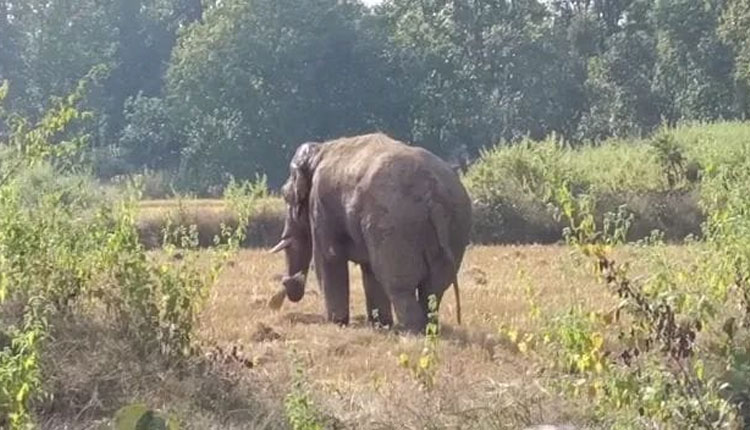 ହାତୀ ଆକ୍ରମଣରେ ବୃଦ୍ଧ ମୃତ୍ୟୁ