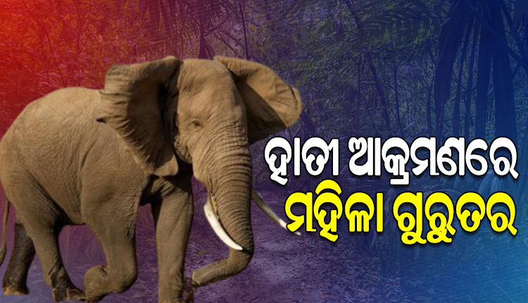 ରାତି ହେଲେ ହାତୀ ଭୟ; ଘରେ ଶୋଇଥିବାବେଳେ ମହିଳାଙ୍କୁ ଆକ୍ରମଣ କଲା ହାତୀ, ଭୟଭୀତ ଅଞ୍ଚଳବାସୀ
