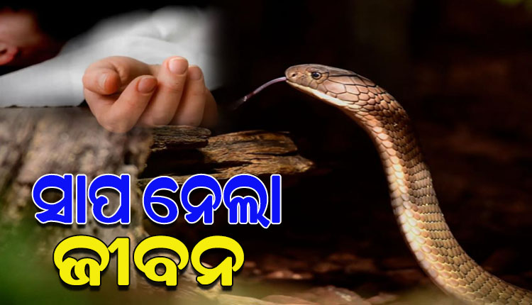 ସାପ କାମୁଡାରେ ଶିଶୁୁପୁତ୍ର ମୃତ, ମାଆ ଗୁରୁତର