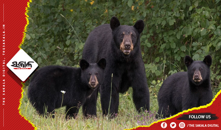 ଭାଲୁ ଆକ୍ରମଣରେ ବାପା ମୃତ, ପୁଅ ଗୁରୁତର