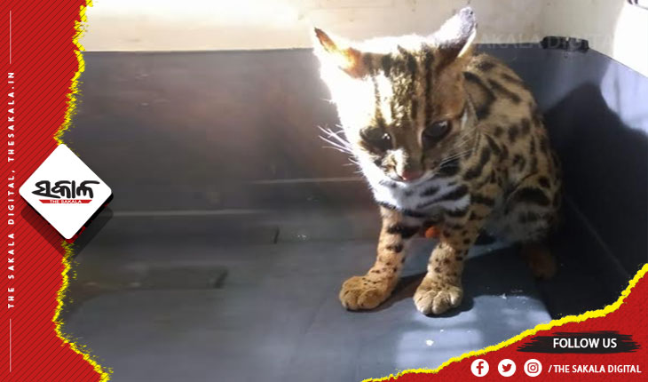 ଇଟାନଗରରୁ ନନ୍ଦନକାନନ ଆସିଥିବା ଚିତା ବିରାଡିର ମୃତ୍ୟୁ