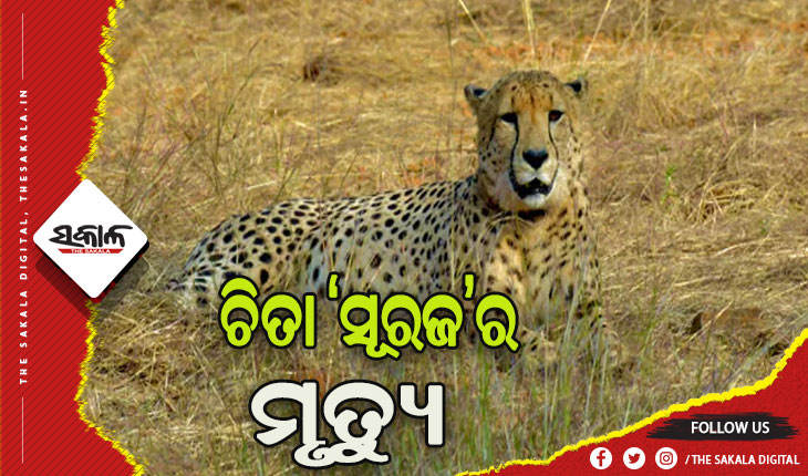 କୁନୋ ପାର୍କରେ ଆଉ ଏକ ଚିତାର ମୃତ୍ୟୁ