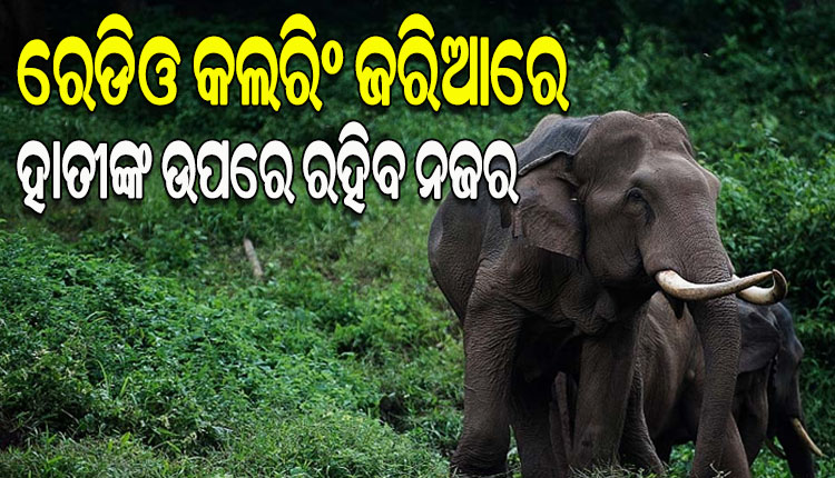 ହାତୀଙ୍କ ଦେହରେ ହେବ ‘ରେଡିଓ କଲରିଂ’; ସାଟେଲାଇଟ୍‌‌ରୁ ଗତିବିଧି ଜାଣିବାକୁ ବନ ବିଭାଗର ସ୍ବତନ୍ତ୍ର ଯୋଜନା