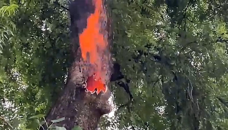 ଅଦ୍ଭୁତ ଘଟଣା ! ବିନା କାରଣରେ ନିମ ଗଛରୁ ନିଆଁ ବାହାରୁଥିବା ଅଭିଯୋଗ, ଘଟଣାସ୍ଥଳରେ ଲୋକଙ୍କ ଭିଡ଼