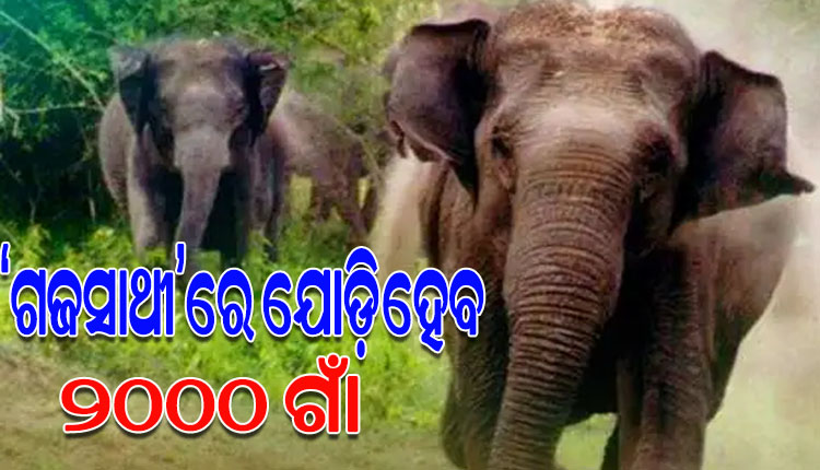 ହାତୀ-ମଣିଷ ଲଢ଼େଇ ରୋକିବାକୁ ବହୁସୂତ୍ରୀ ଯୋଜନା: ‘ଗଜସାଥୀ’ରେ ଯୋଡ଼ି ହେବ ୨୦୦୦ ଗାଁ