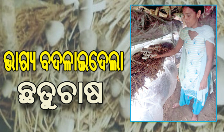 ଛତୁ ଚାଷରୁ ସ୍ବାବଲମ୍ବୀ: ନିଜେ ପଢିପାରି ନଥିଲେ, ଏବେ ଭାଇଭଉଣୀଙ୍କୁ ଆର୍ଥିକ ସହଯୋଗ କରିବା ସହ ଝିଆରୀକୁ କରାଇପାରିଛନ୍ତି ଉଚ୍ଚଶିକ୍ଷିତ