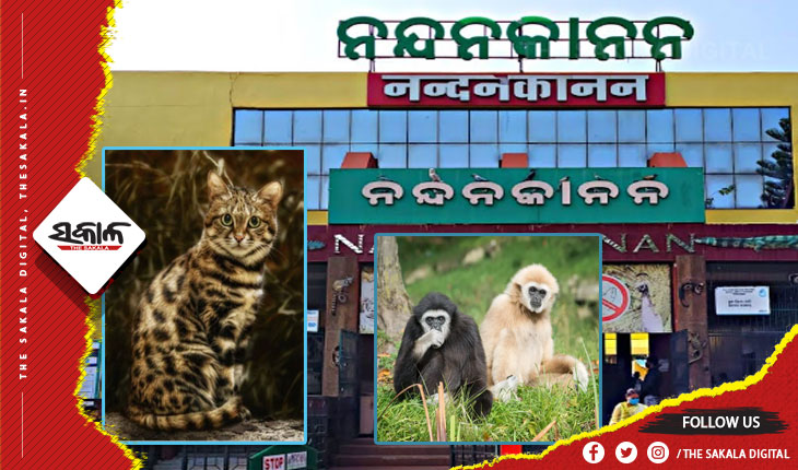 ପର୍ଯ୍ୟଟକଙ୍କ ପାଇଁ ଖୁସି ଖବର: ନନ୍ଦନକାନନକୁ ଆସିବ ହୁଲକ୍ ଗିବନ ଓ ଚିତ୍ରା ବିରାଡ଼ି